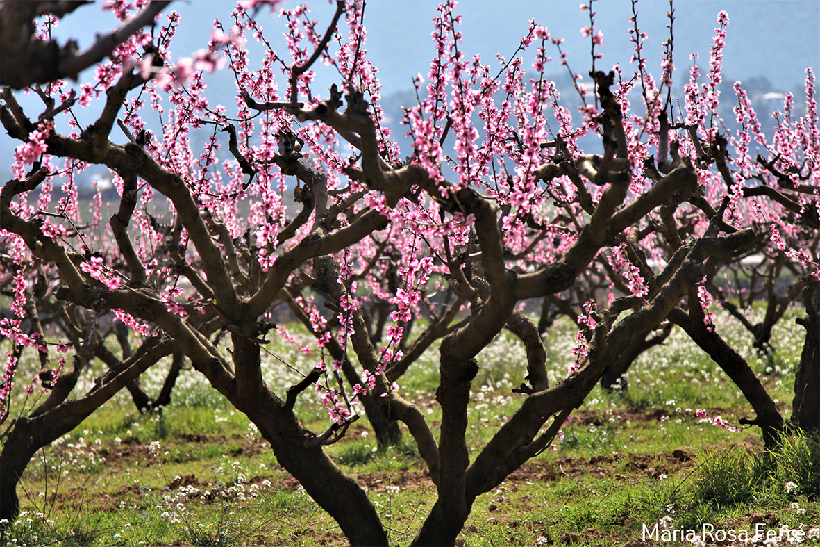 Temps de floració per la terra del Préssec d'Ordal (Subirats)