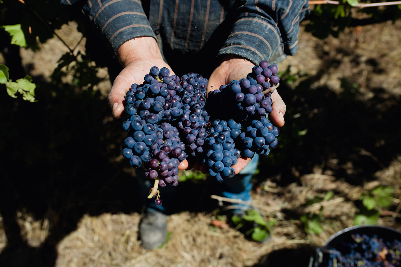 Celler Parés Baltà a Pacs del Penedès ***
