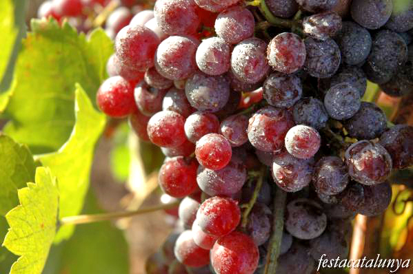 Cellers i Caves de Pacs del Penedès ***