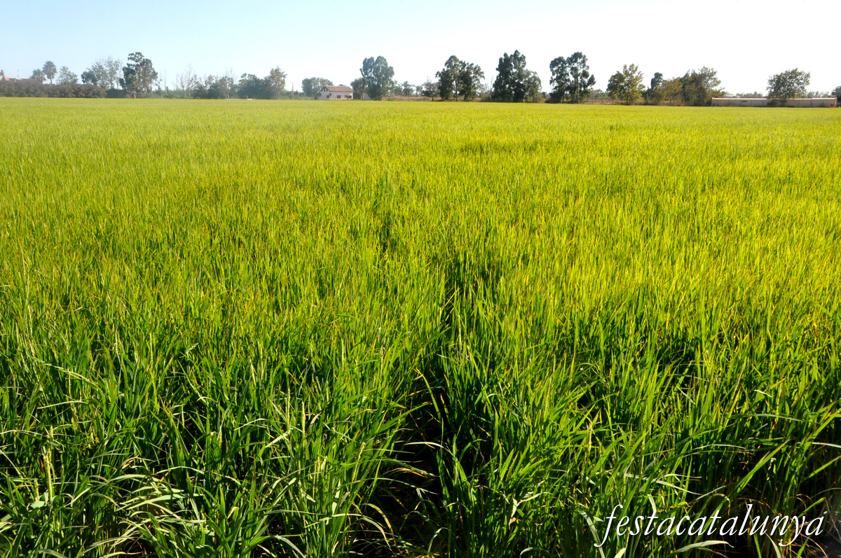Sant Jaume d'Enveja - Arrossars
