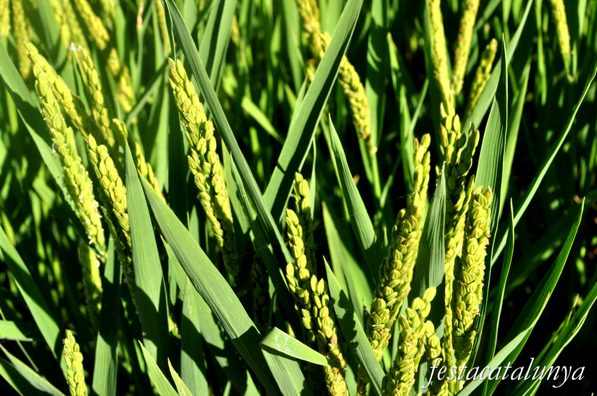 Sant Jaume d'Enveja - Arrossars 