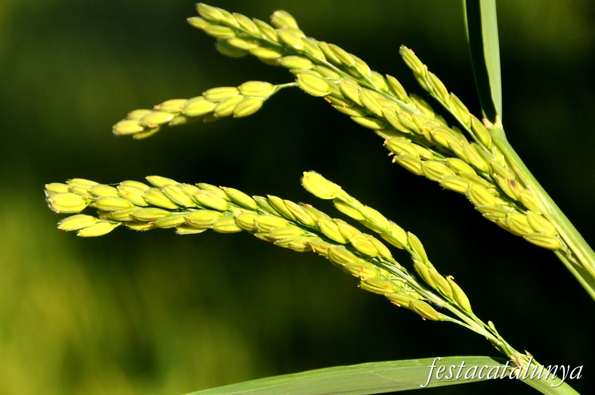 Sant Jaume d'Enveja - Arrossars 