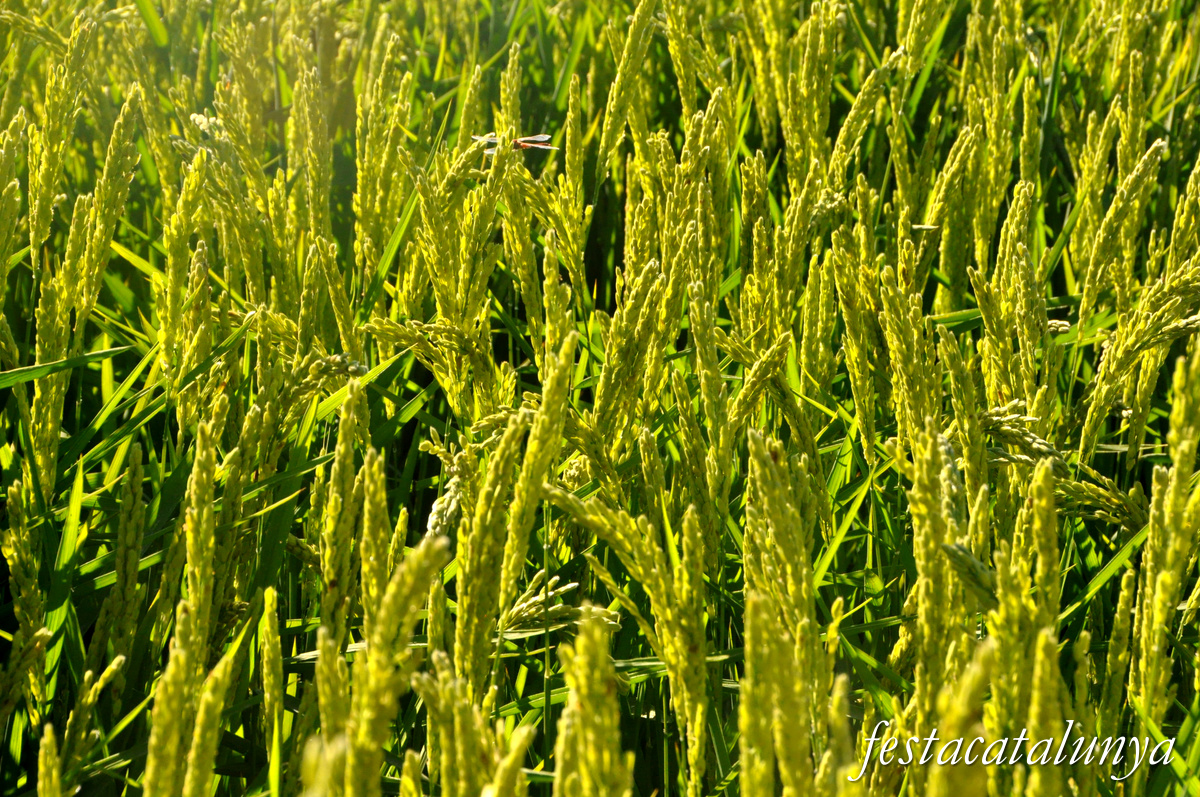 Sant Jaume d'Enveja - Arrossars 