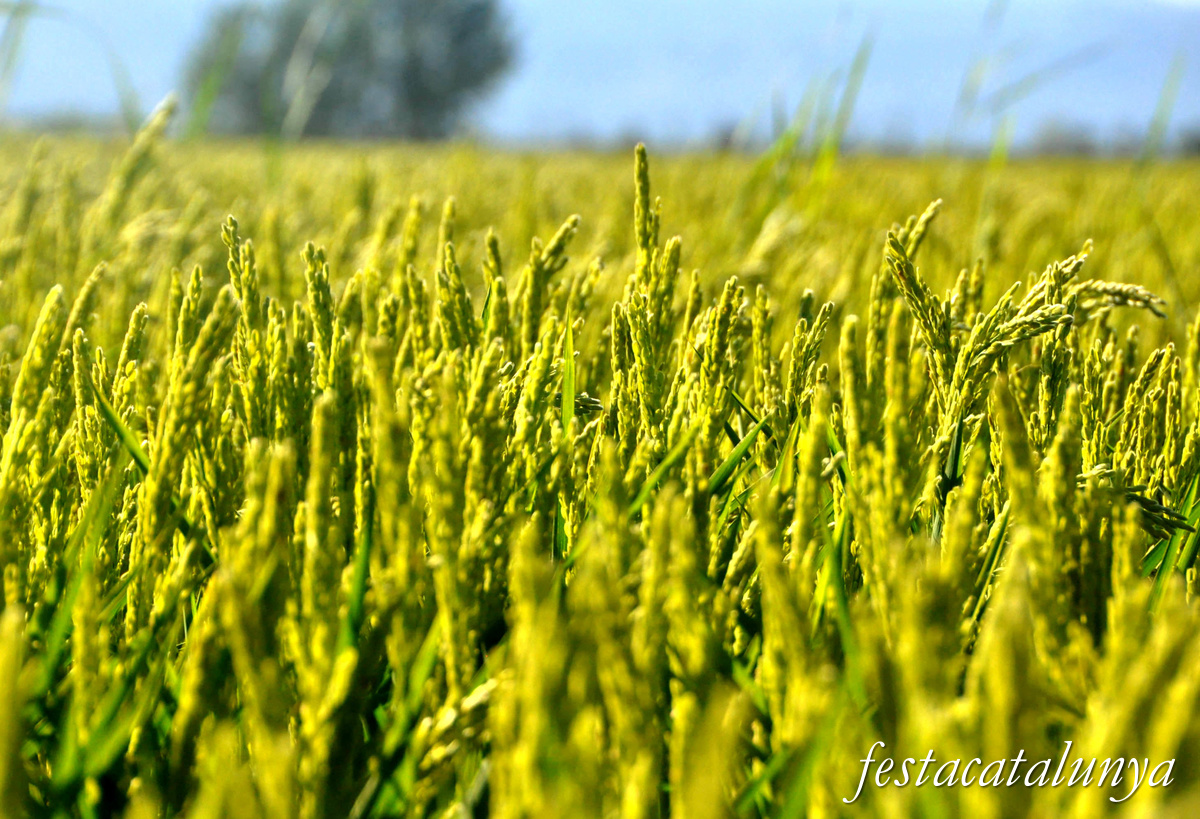 Sant Jaume d'Enveja - Arrossars 