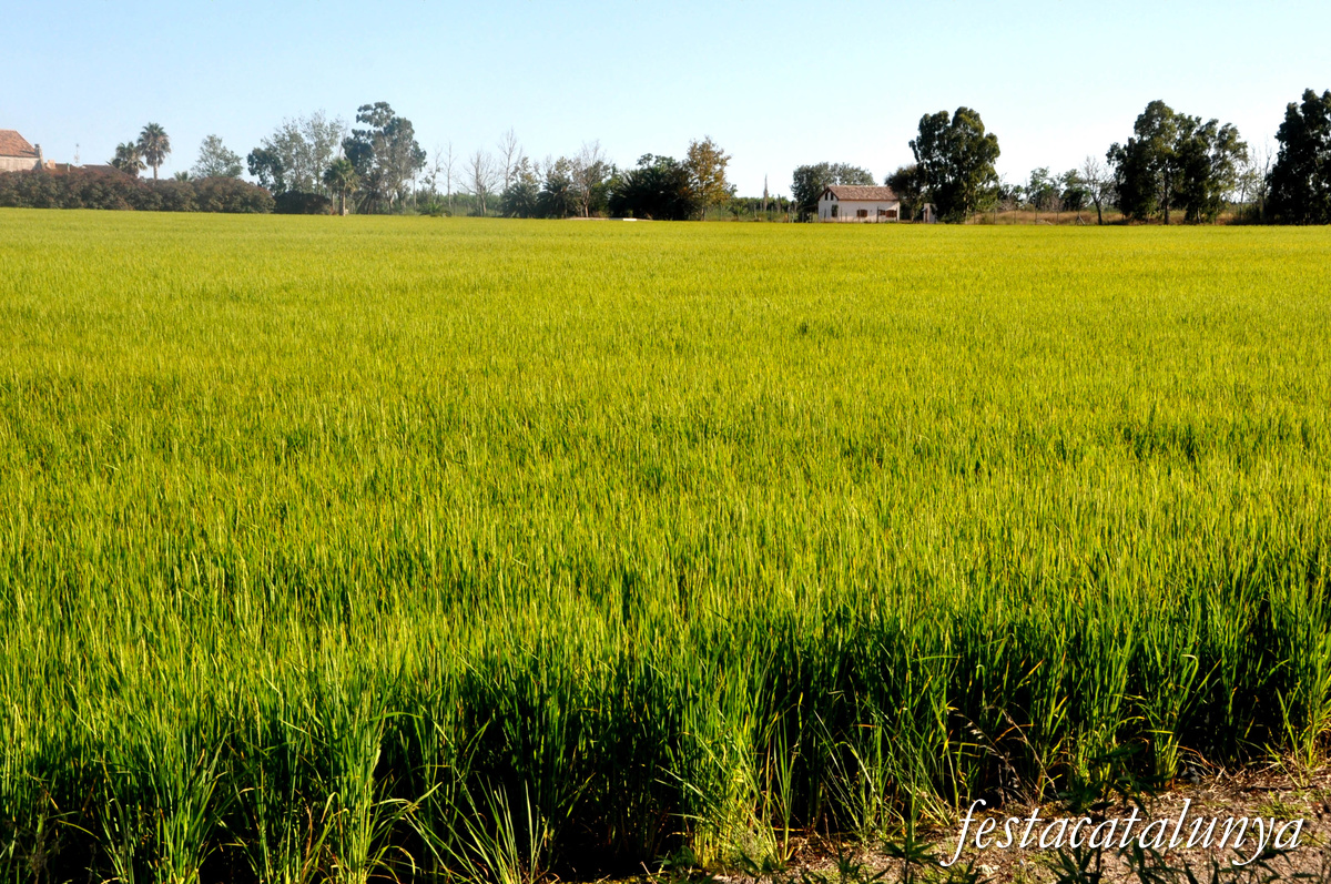 Sant Jaume d'Enveja - Arrossars 