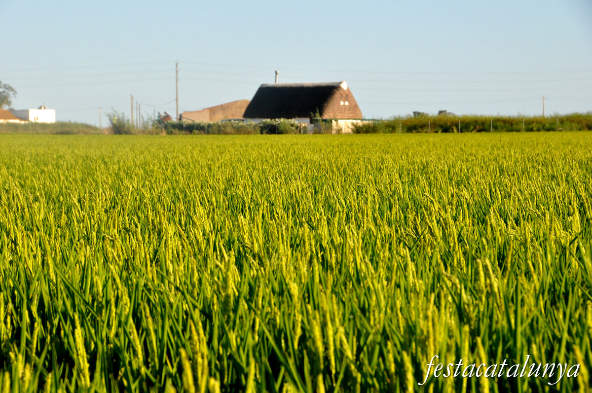 Sant Jaume d'Enveja - Arrossars 