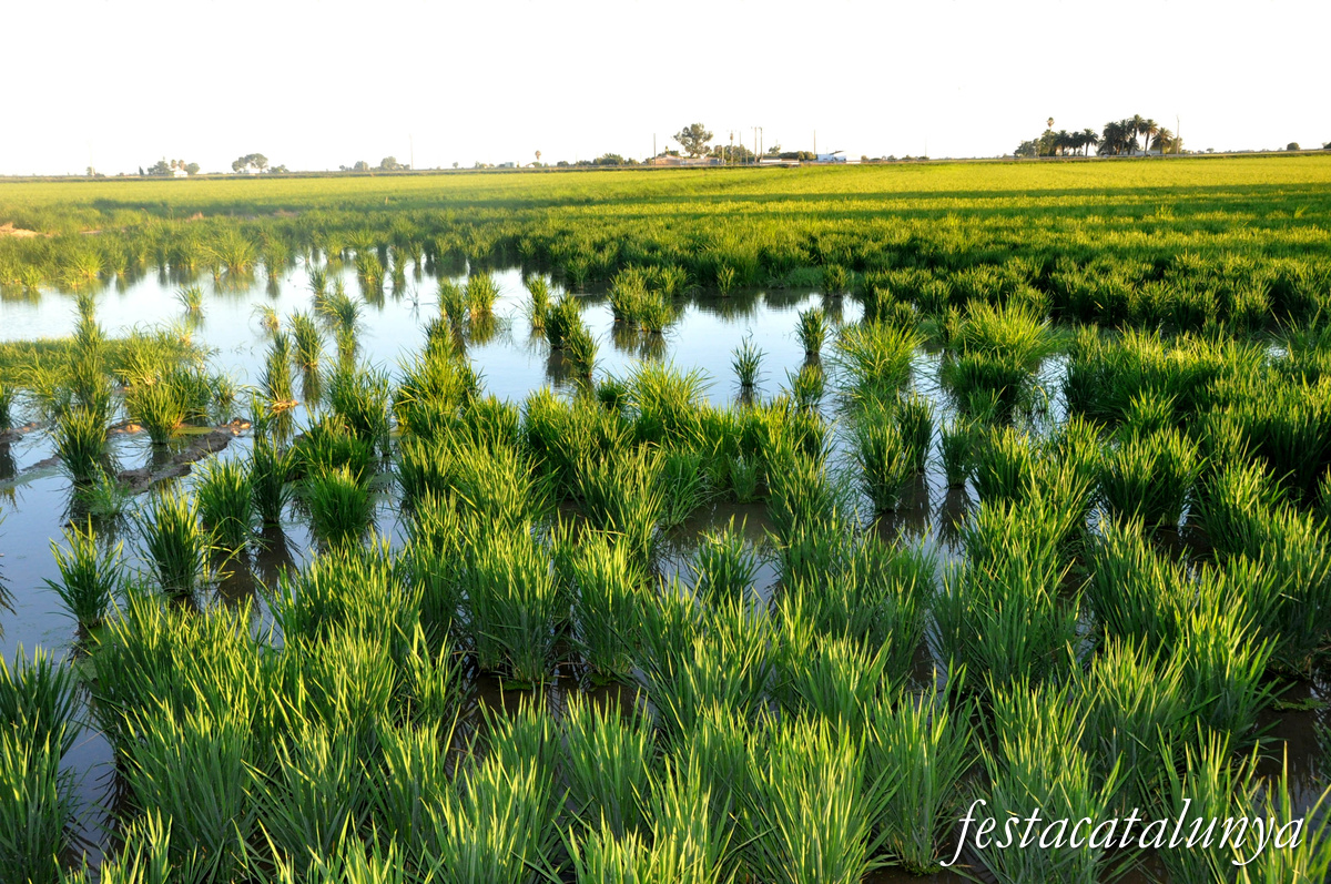 Sant Jaume d'Enveja - Arrossars 