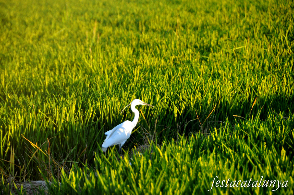 Sant Jaume d'Enveja - Arrossars 