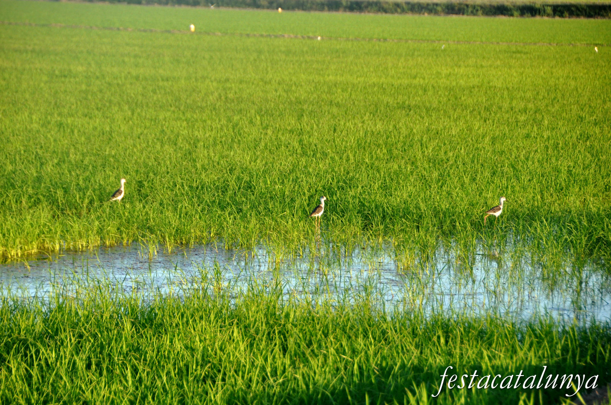 Sant Jaume d'Enveja - Arrossars 