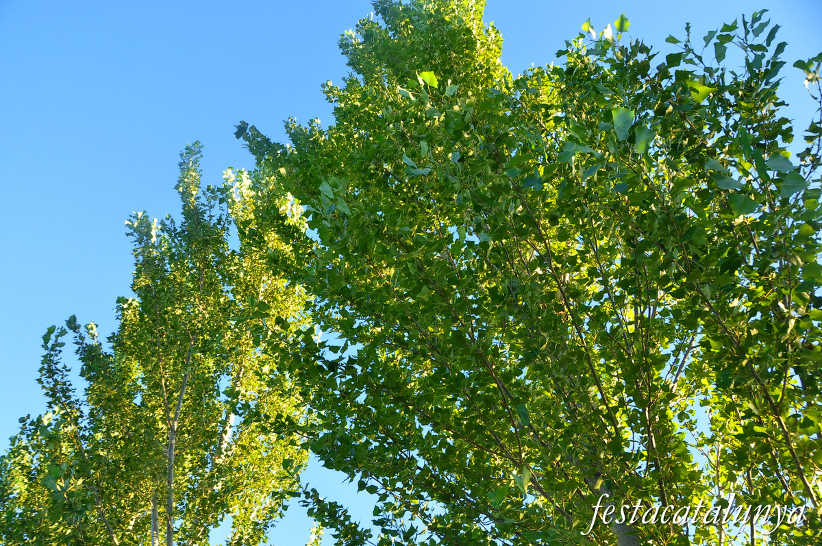 Sant Jaume d'Enveja - Balada 