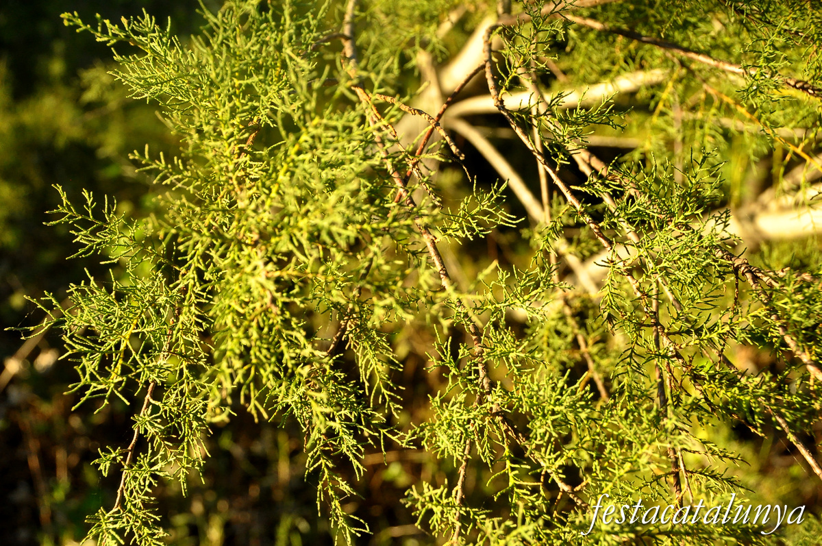 Sant Jaume d'Enveja - Balada 