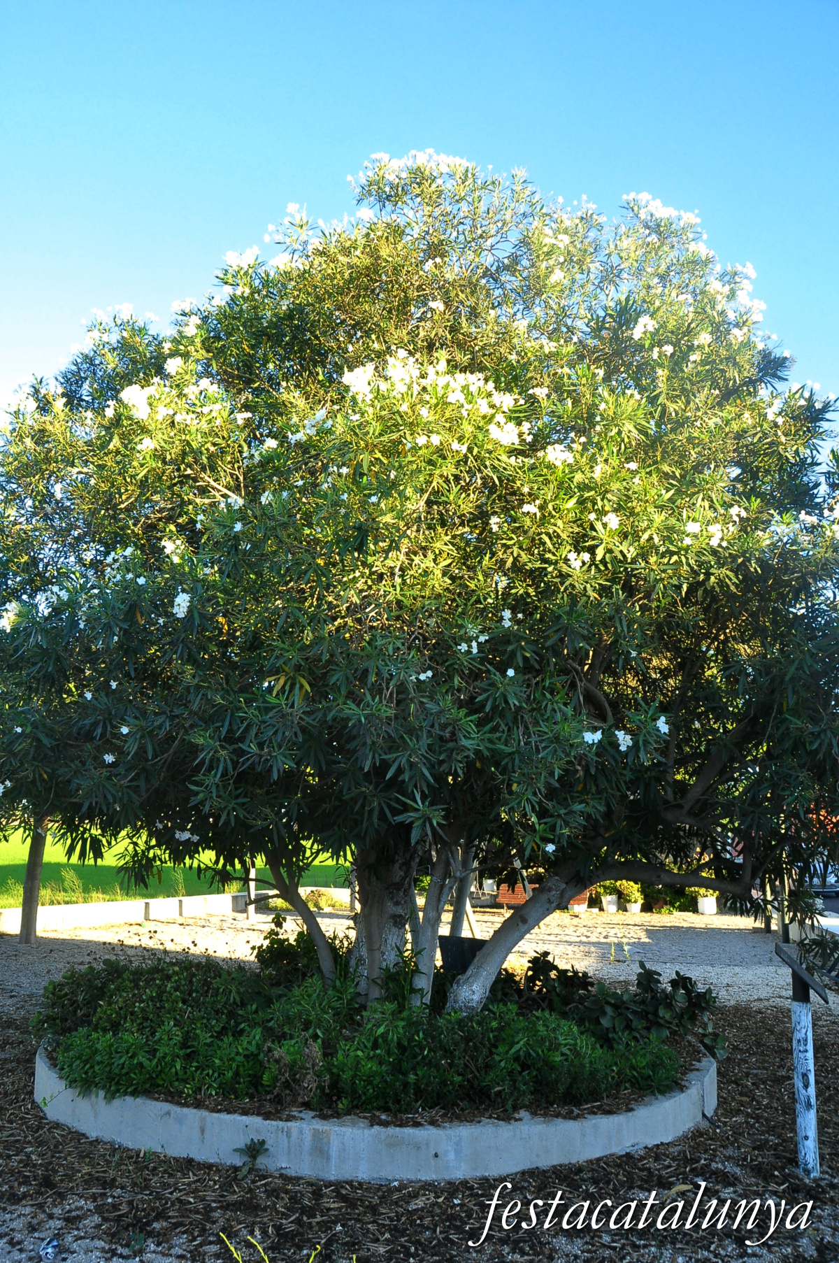 Sant Jaume d'Enveja - Balada 