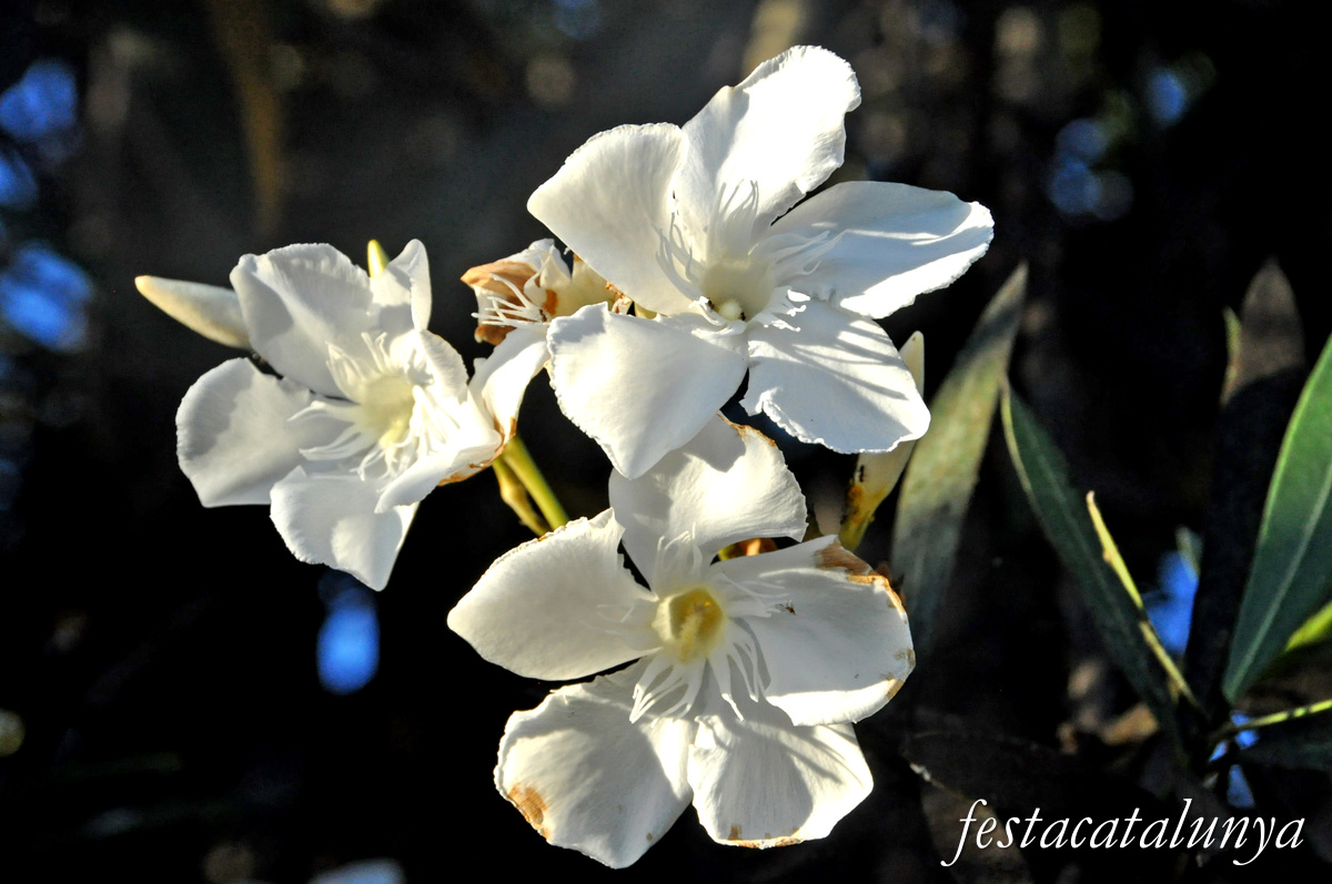 Sant Jaume d'Enveja - Balada 