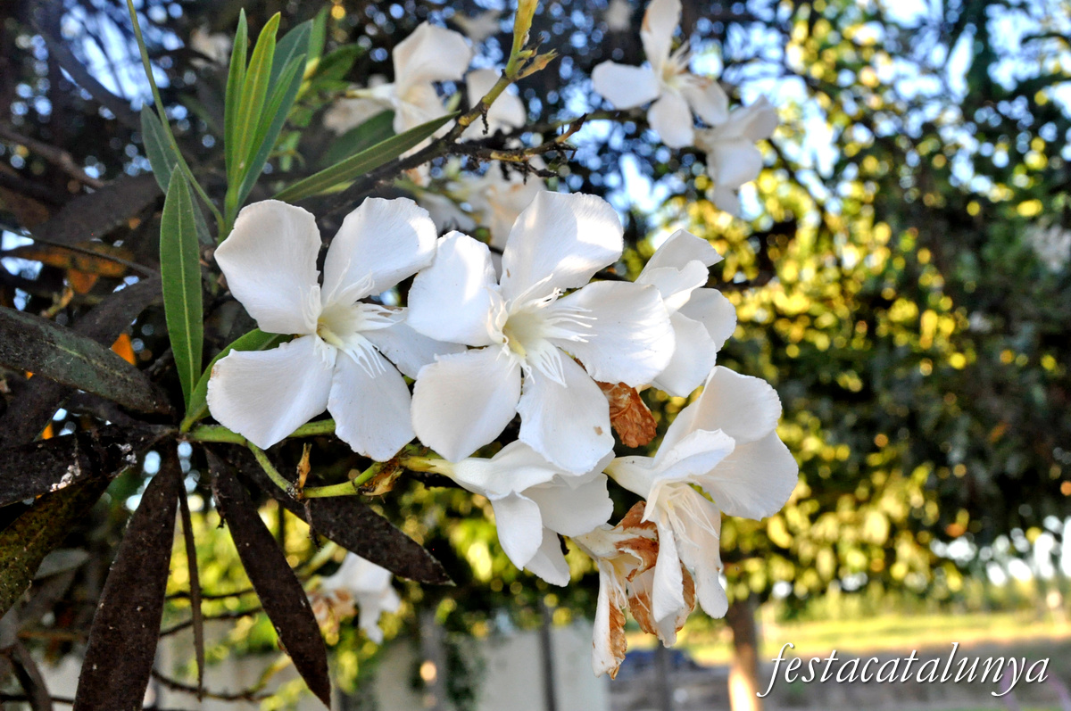 Sant Jaume d'Enveja - Balada 