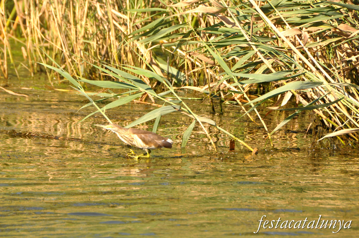 Sant Jaume d'Enveja - Itinerari riu Ebre 