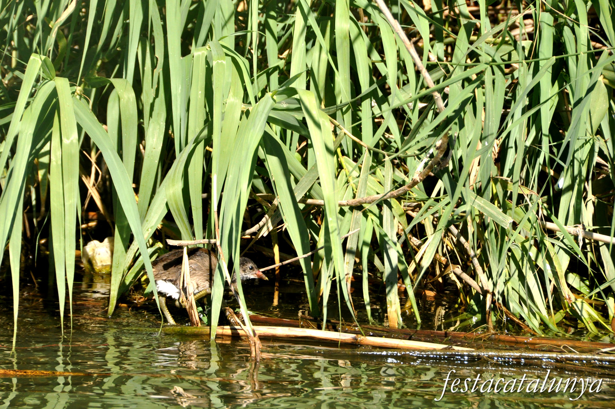 Sant Jaume d'Enveja - Itinerari riu Ebre