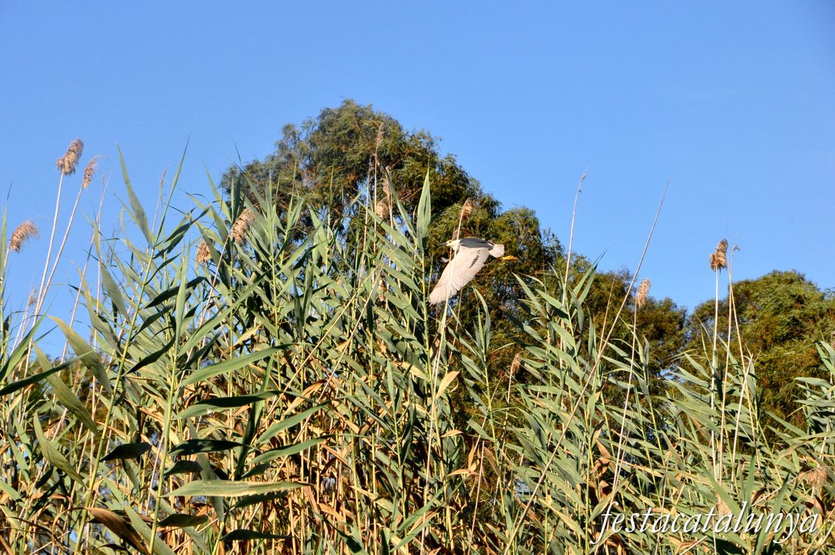 Sant Jaume d'Enveja - Itinerari riu Ebre 