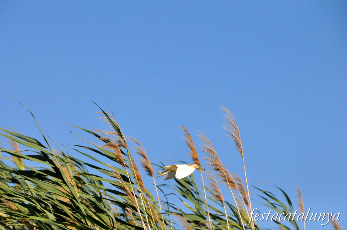 Sant Jaume d'Enveja - Itinerari riu Ebre 