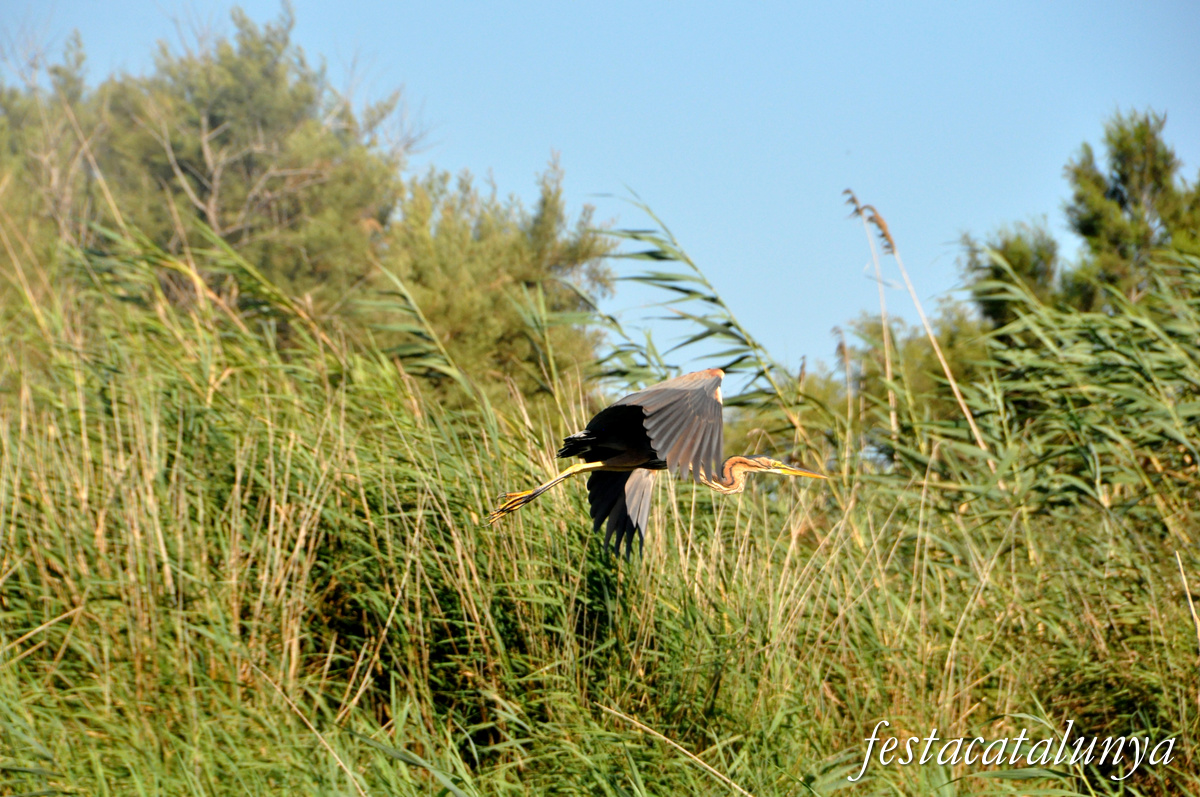 Sant Jaume d'Enveja - Itinerari riu Ebre 