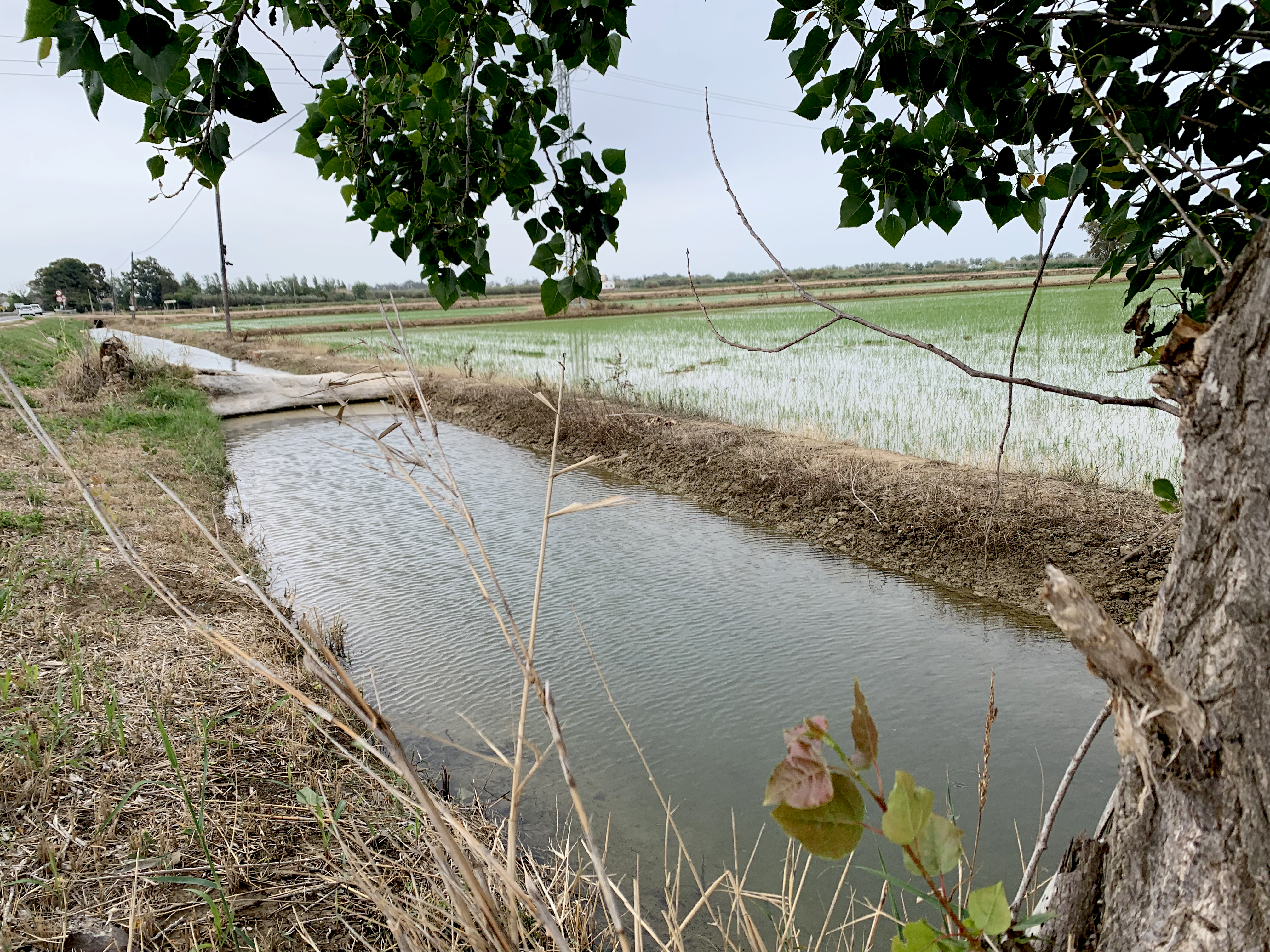 Arrossars a Deltebre, un paisatge agrari excepcional ***
