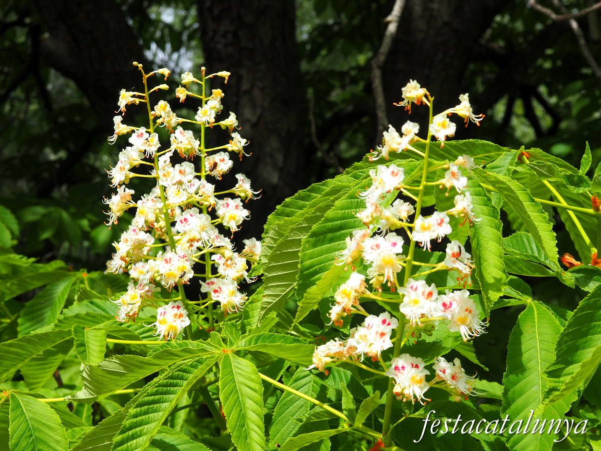 Cabacés - Ermita de la Mare de Déu de la Foia 