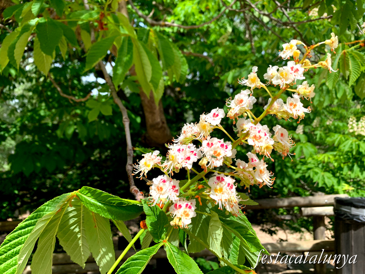 Cabacés - Ermita de la Mare de Déu de la Foia 