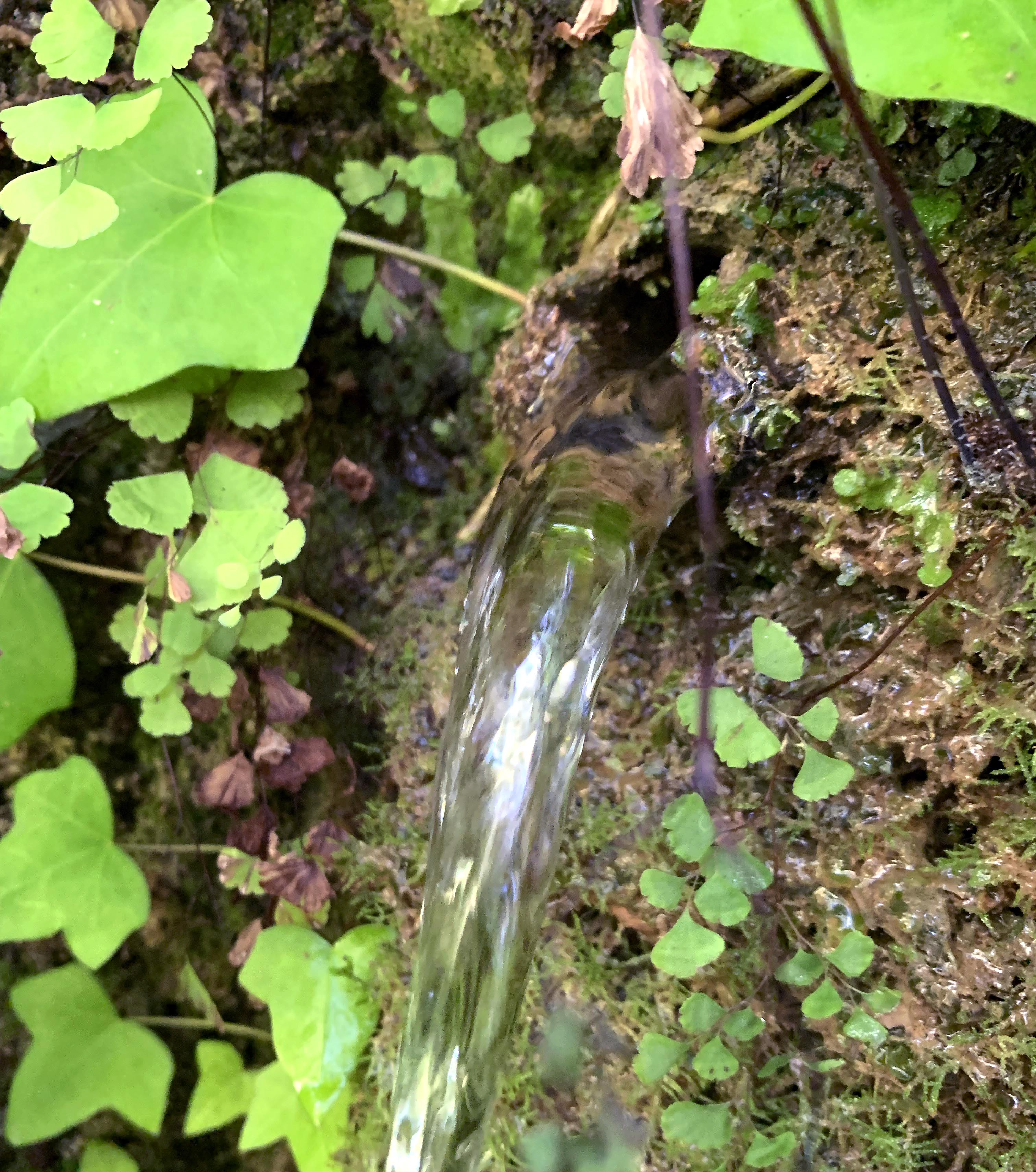 Font Fresca de Riudaura