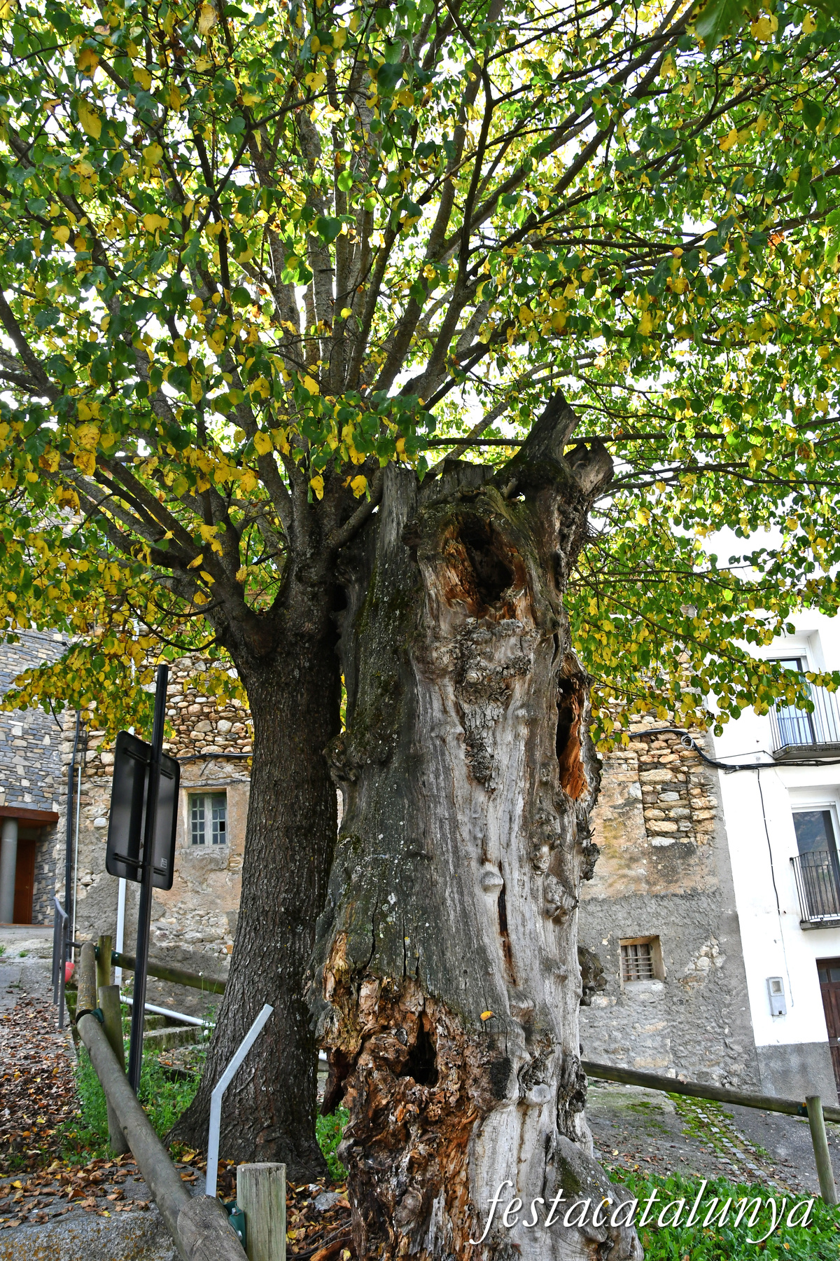 Vilaller - L'Om del Trinquet 