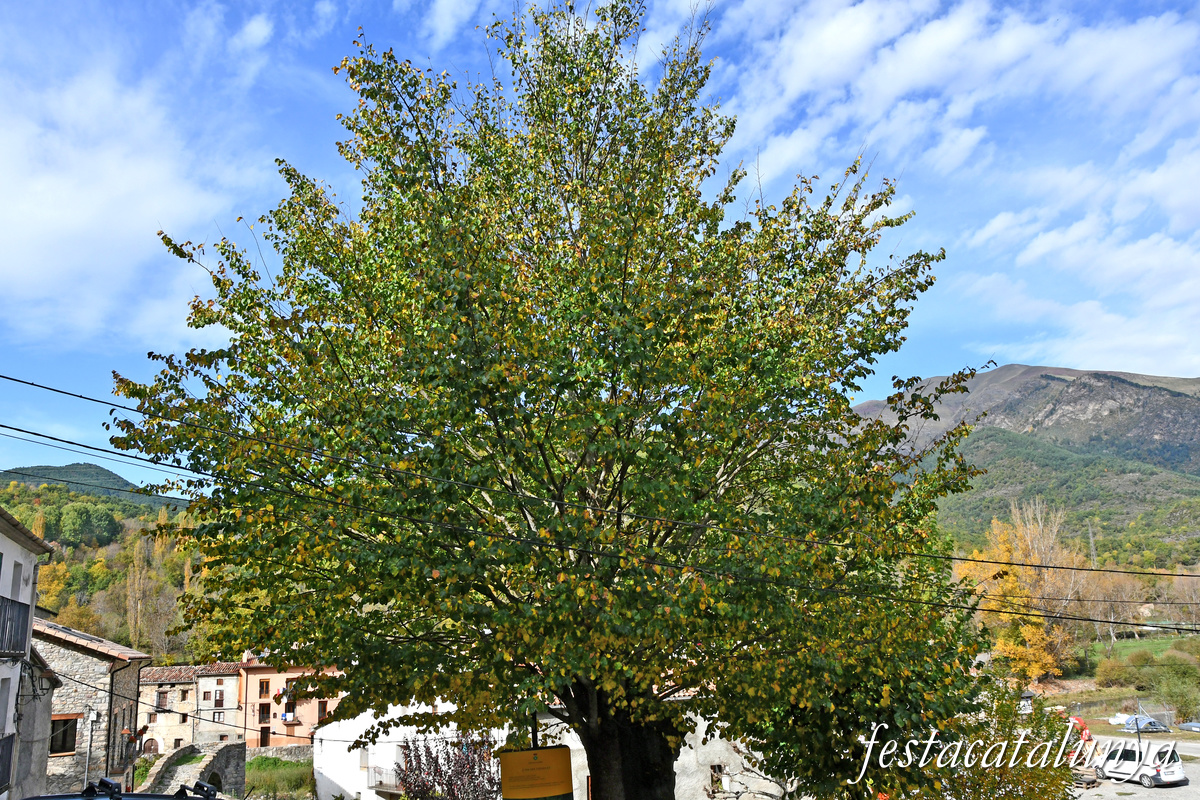 Vilaller - L'Om del Trinquet 