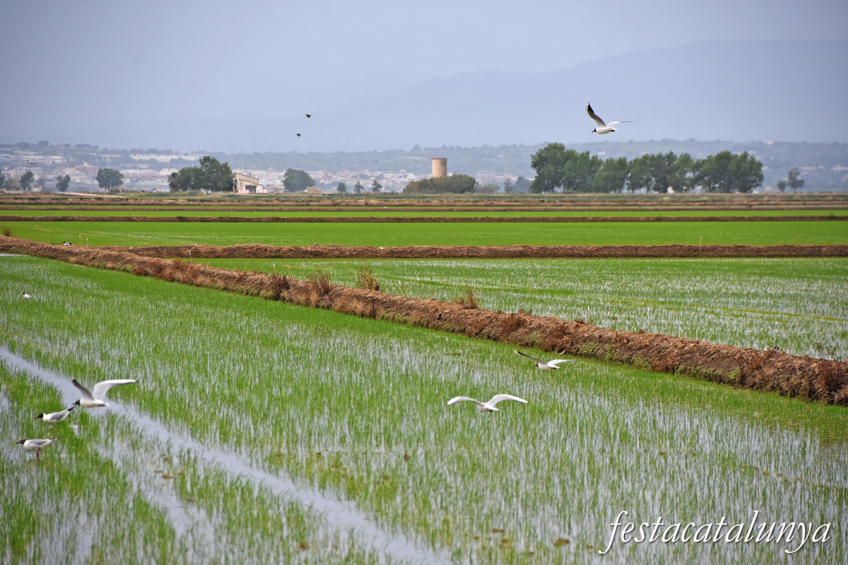 Deltebre - Arrossars, un paisatge agrari excepcional 