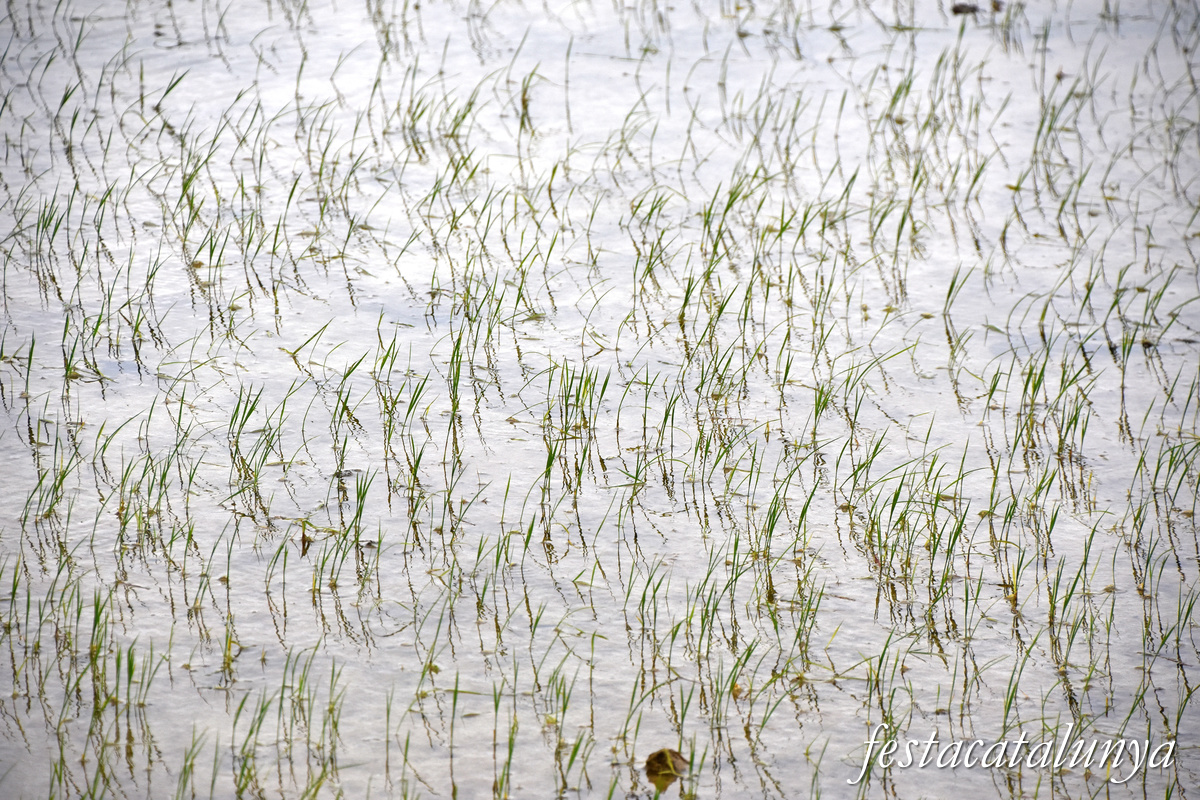 Deltebre - Arrossars, un paisatge agrari excepcional 