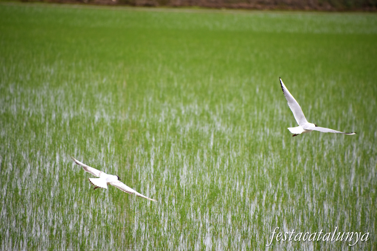 Deltebre - Arrossars, un paisatge agrari excepcional 