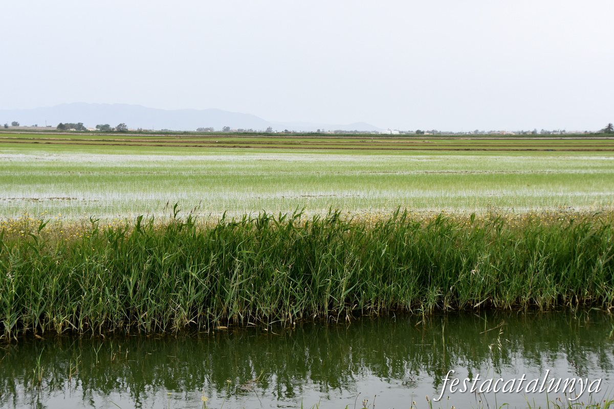 Deltebre - Arrossars, un paisatge agrari excepcional 