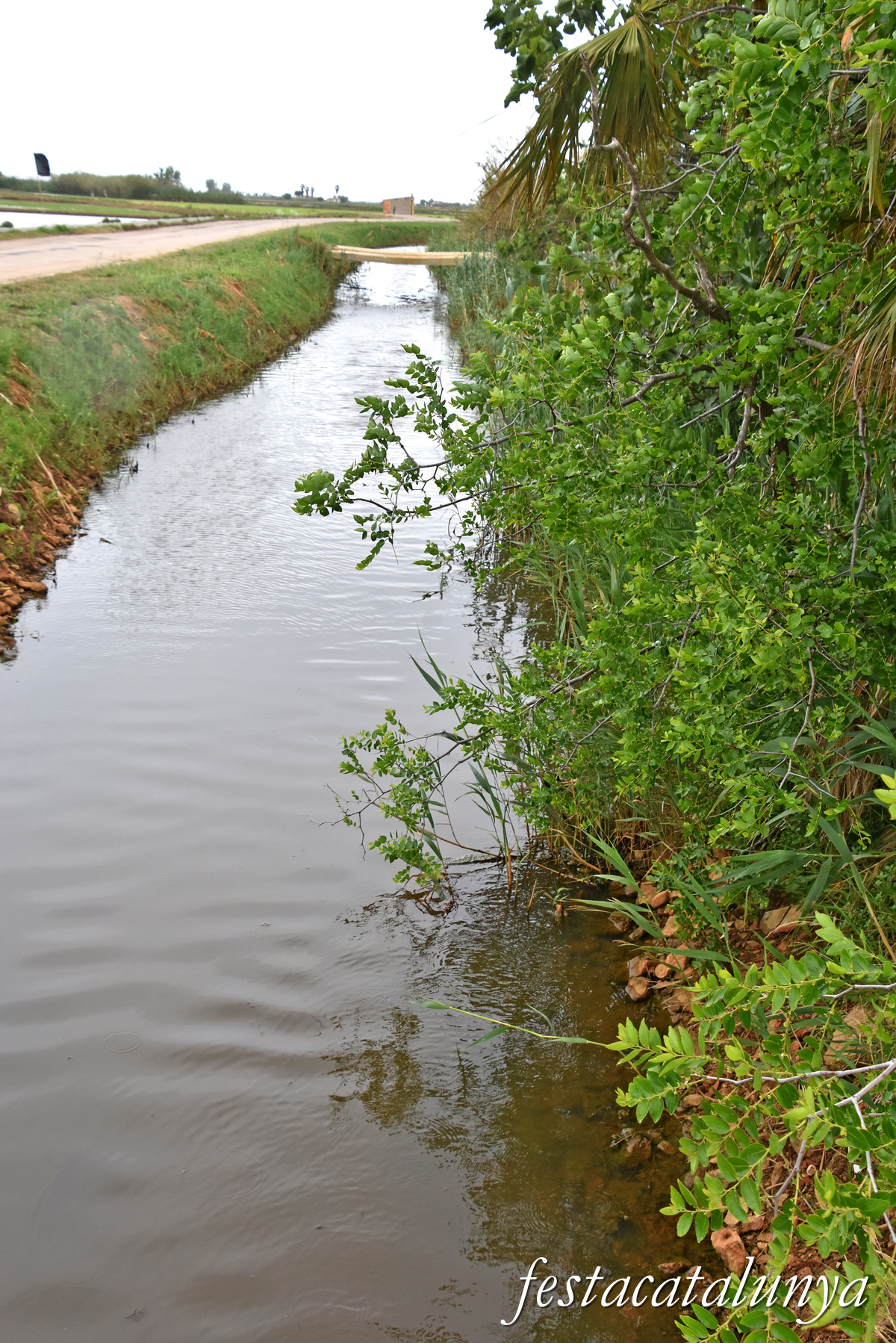 Deltebre - Arrossars, un paisatge agrari excepcional 
