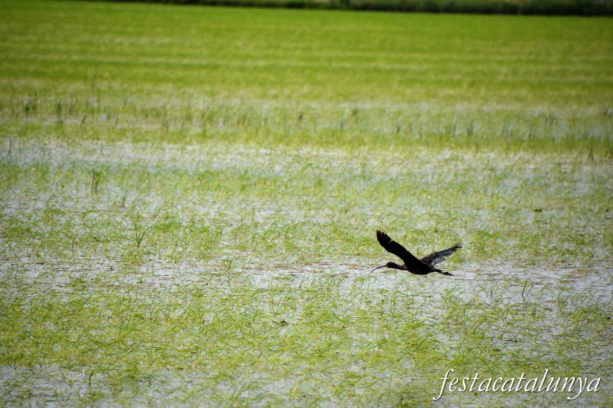 Deltebre - Arrossars, un paisatge agrari excepcional 