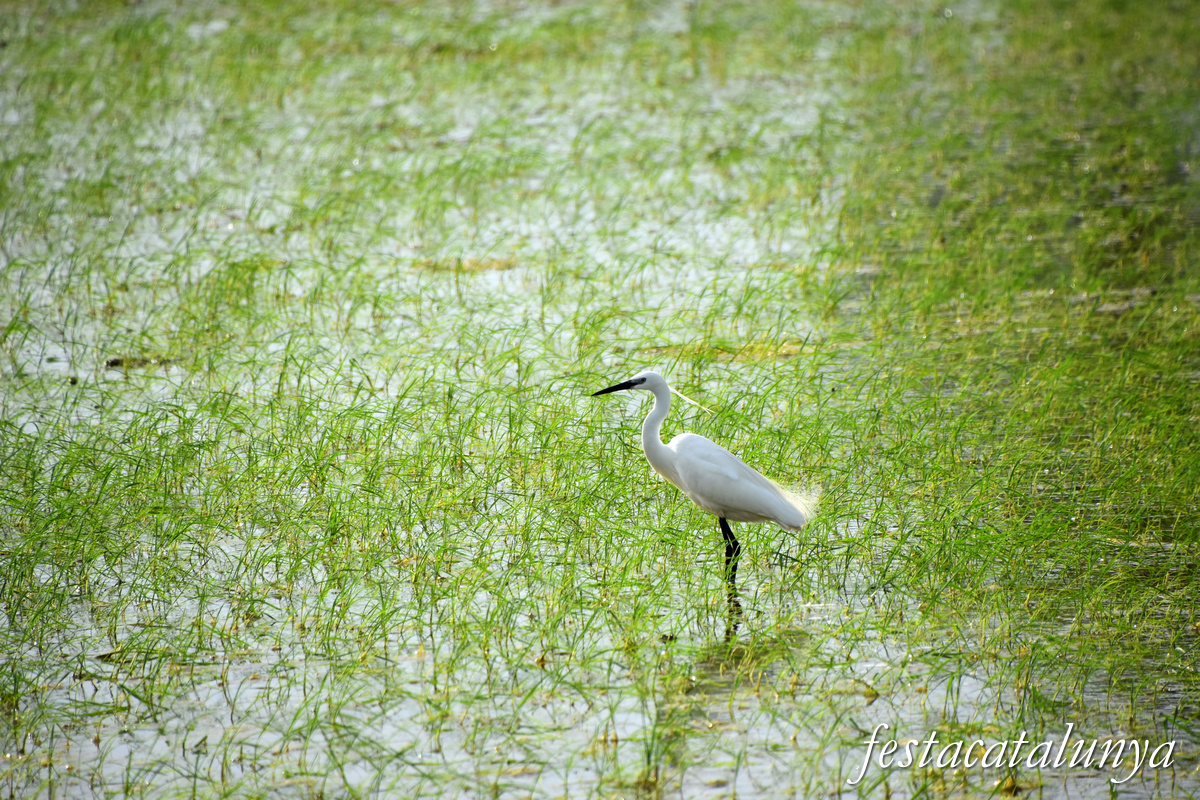 Deltebre - Arrossars, un paisatge agrari excepcional 