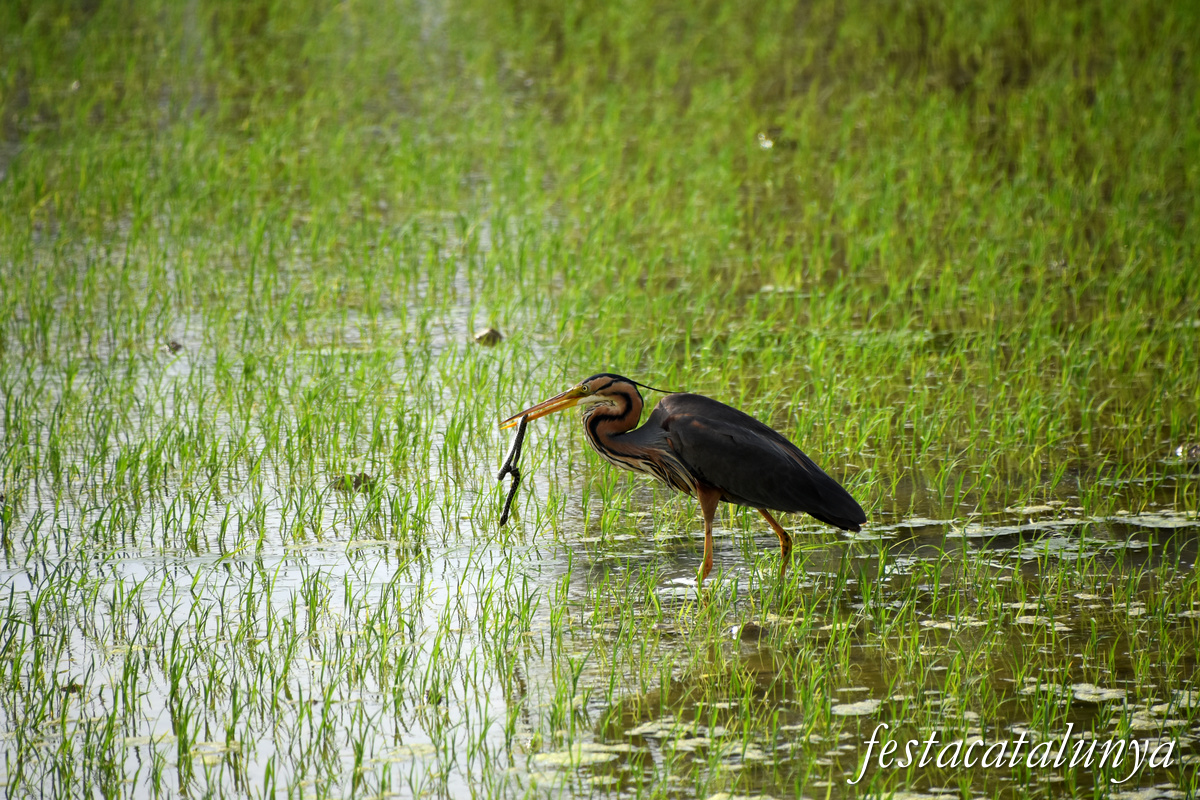 Deltebre - Arrossars, un paisatge agrari excepcional 