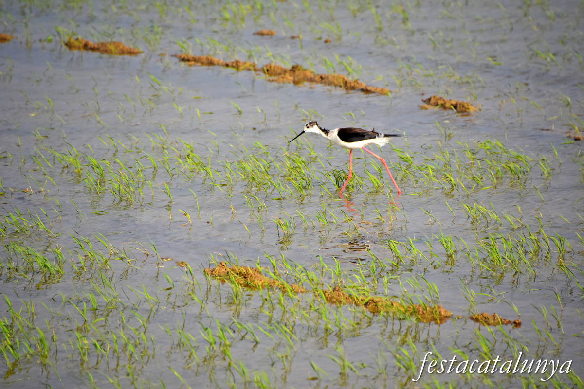 Deltebre - Arrossars, un paisatge agrari excepcional 