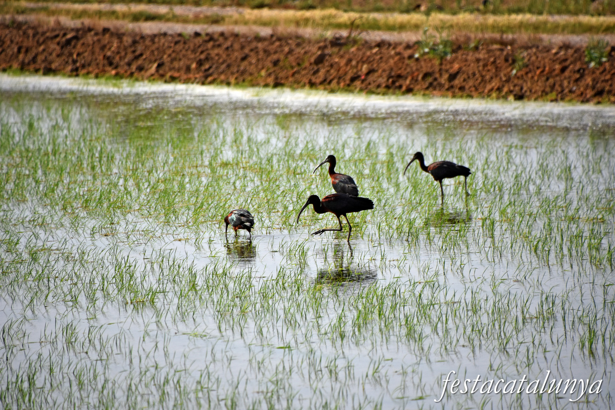 Ruta Turística: Descobreix el cor i la llum del Delta a Sant Jaume d'Enveja