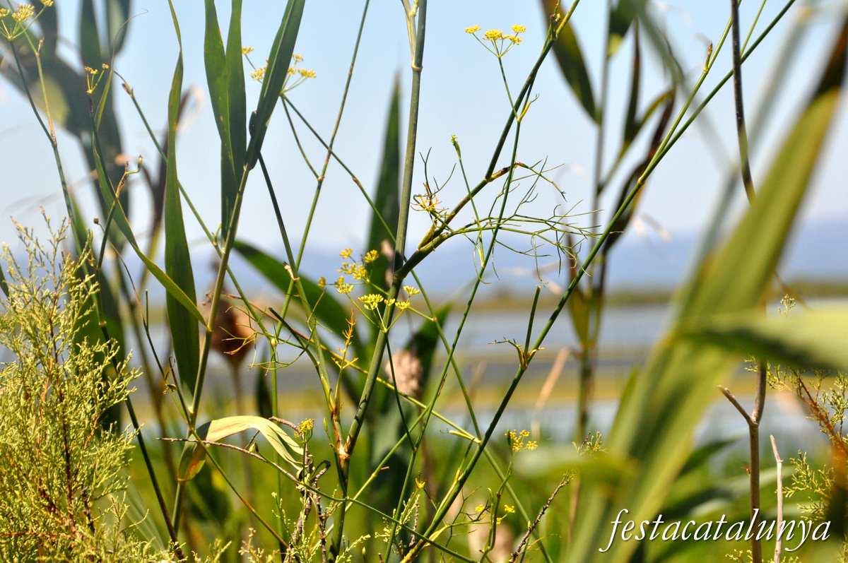 Deltebre - Miradors del Garxal del riu Ebre 