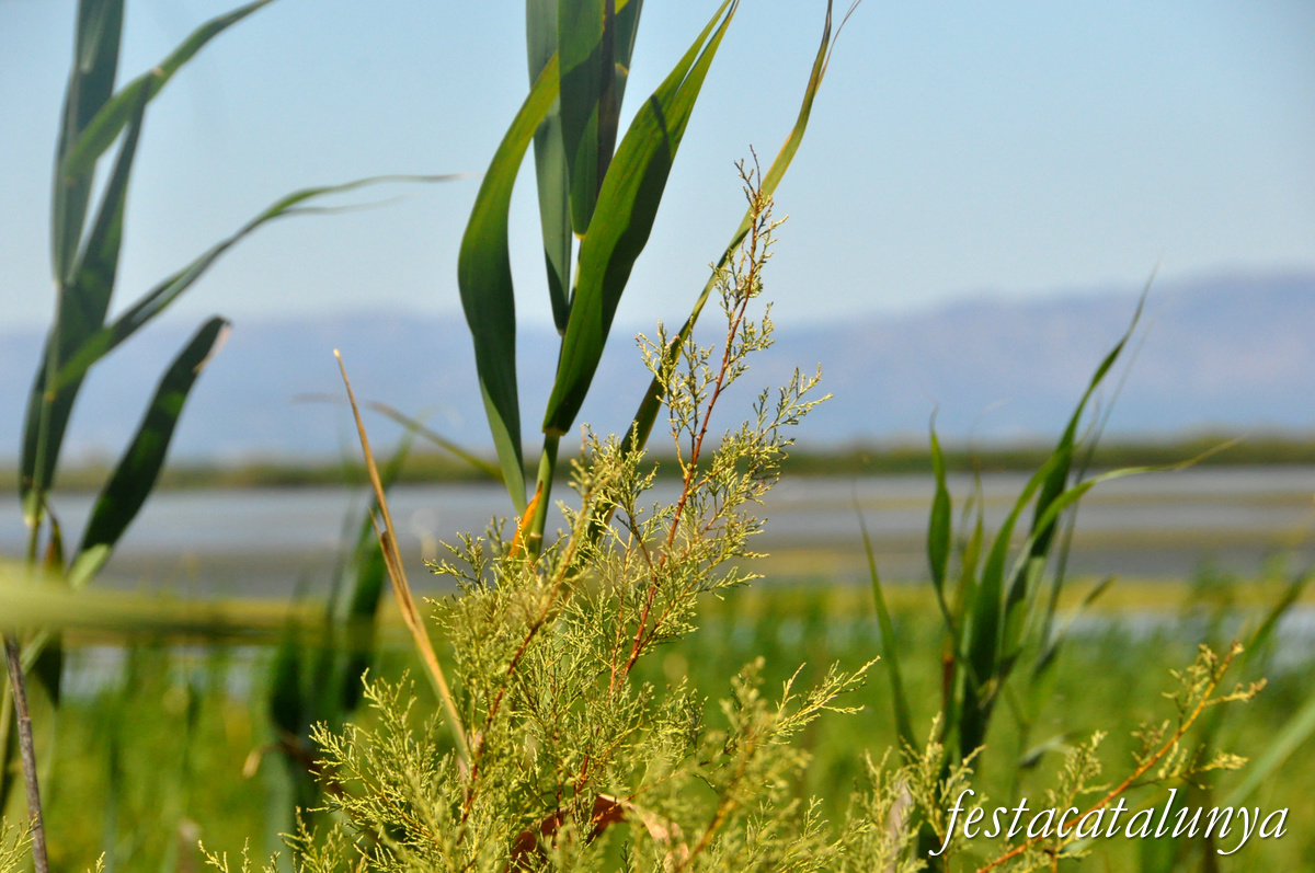 Deltebre - Miradors del Garxal del riu Ebre 