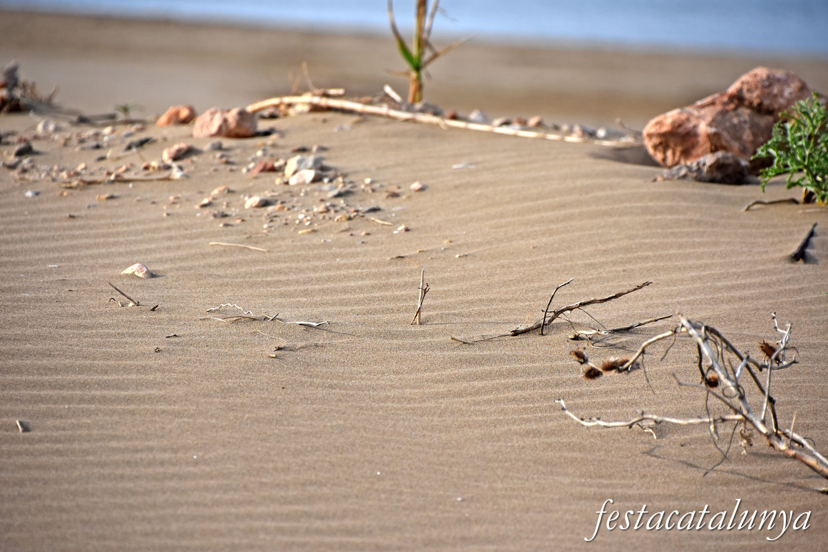 Deltebre - Platja de la Marquesa
