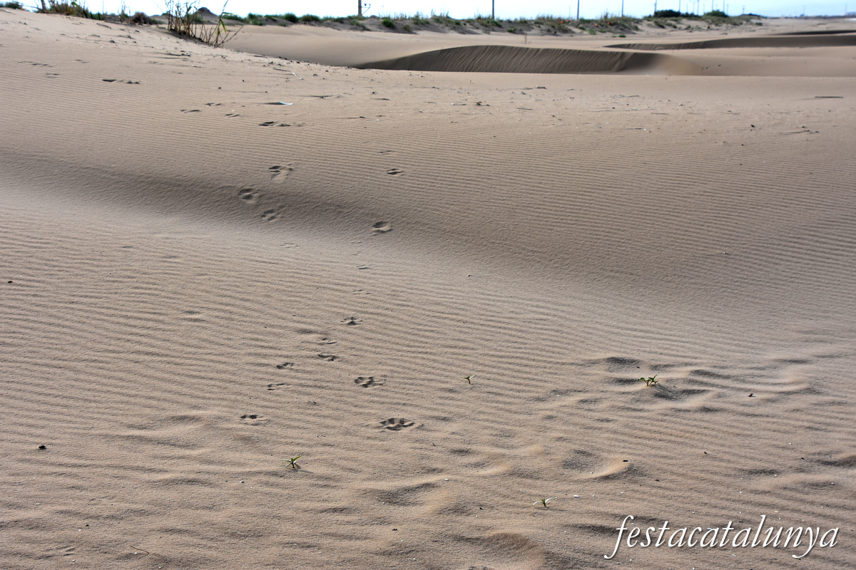 Deltebre - Platja de la Marquesa 