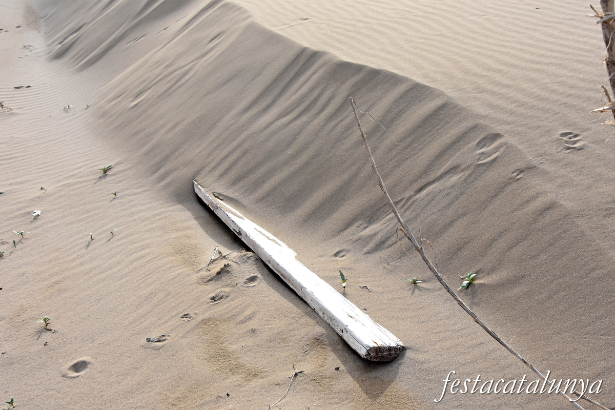 Deltebre - Platja de la Marquesa 