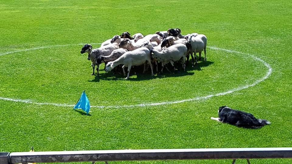 Concurs de Gossos d'Atura de Prades