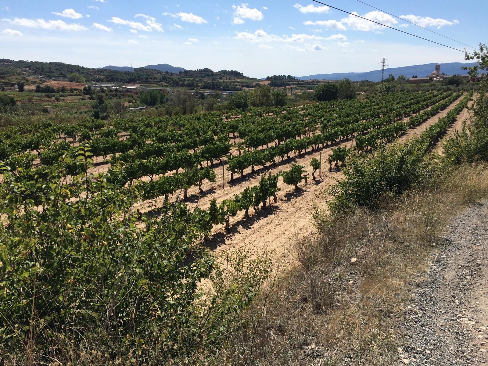 Rutes a peu i en BTT per Sarral