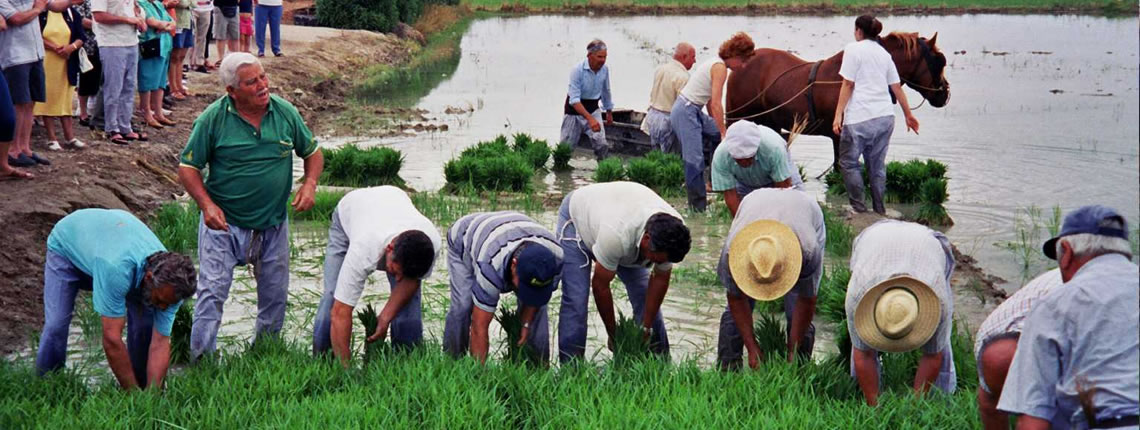 Festa de la Sega d'Amposta