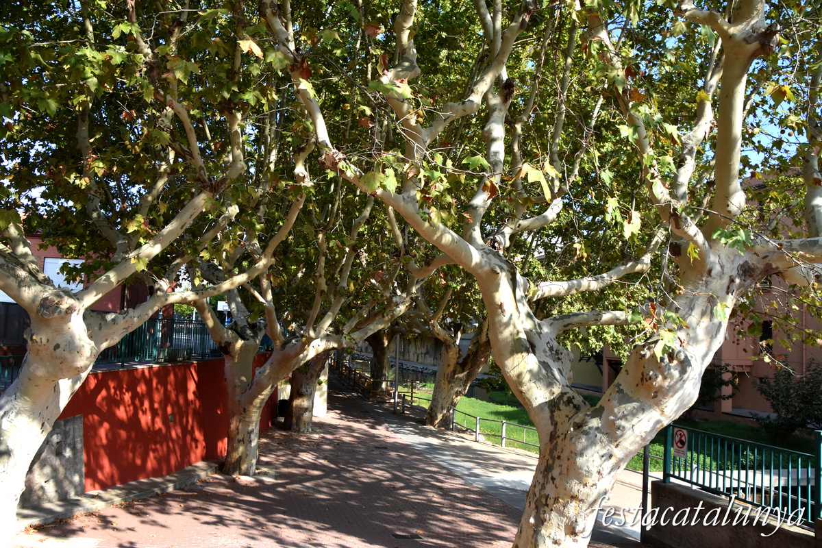 La Jonquera - Plàtans del Passeig 