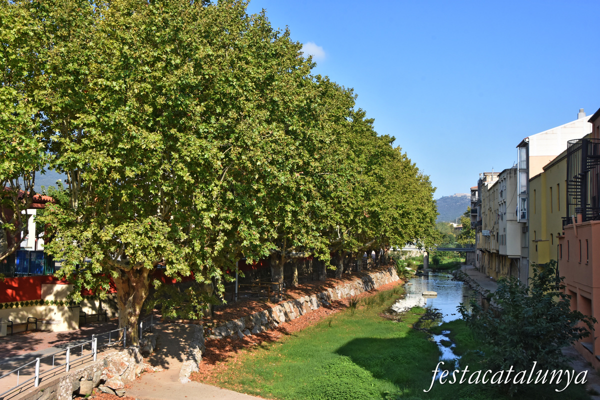 La Jonquera - Plàtans del Passeig 