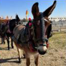 Tres Tombs a les Peces d’Albinyana